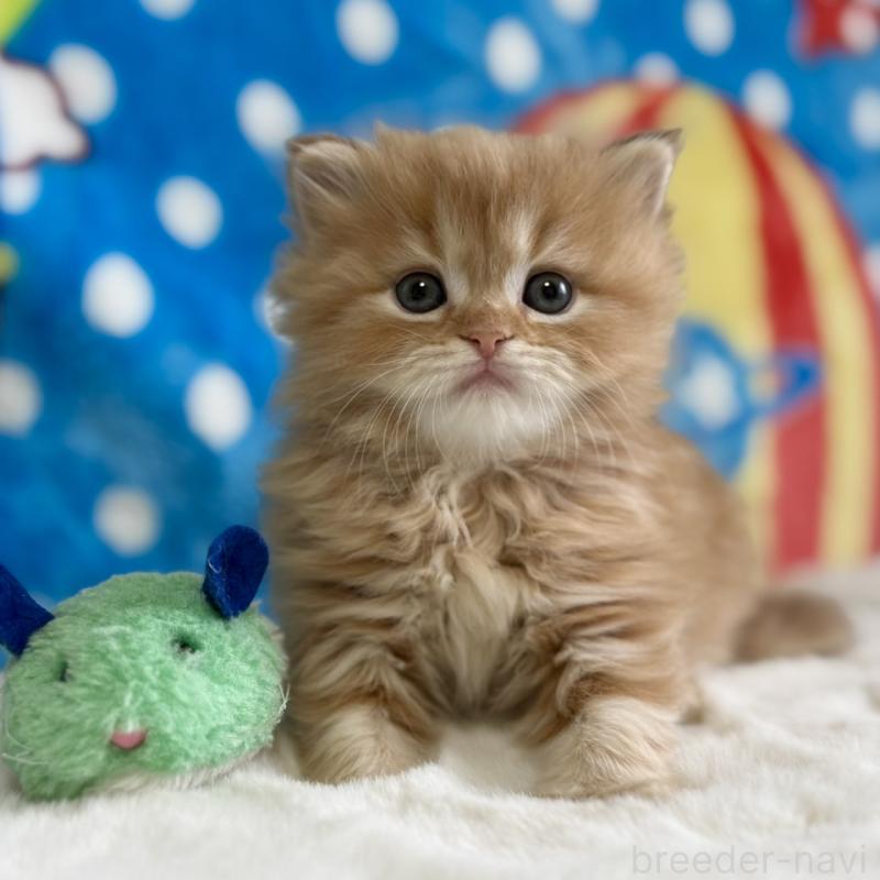 販売中ののマンチカン-139013