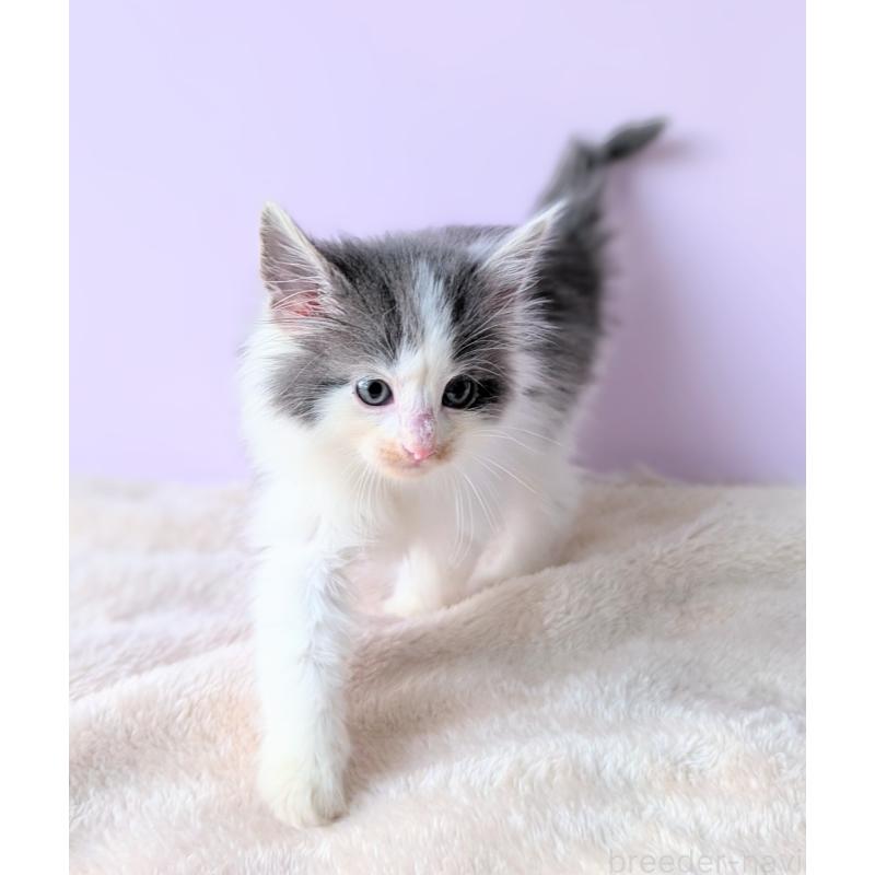 販売中の愛知県のノルウェージャンフォレストキャット-139023の5枚目