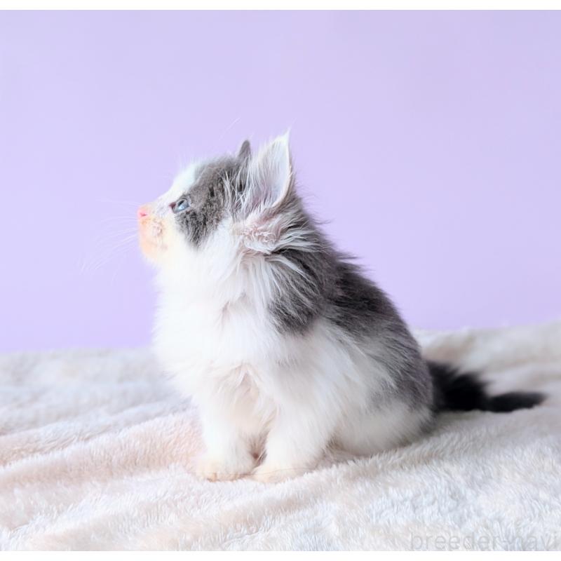 販売中の愛知県のノルウェージャンフォレストキャット-139023の2枚目