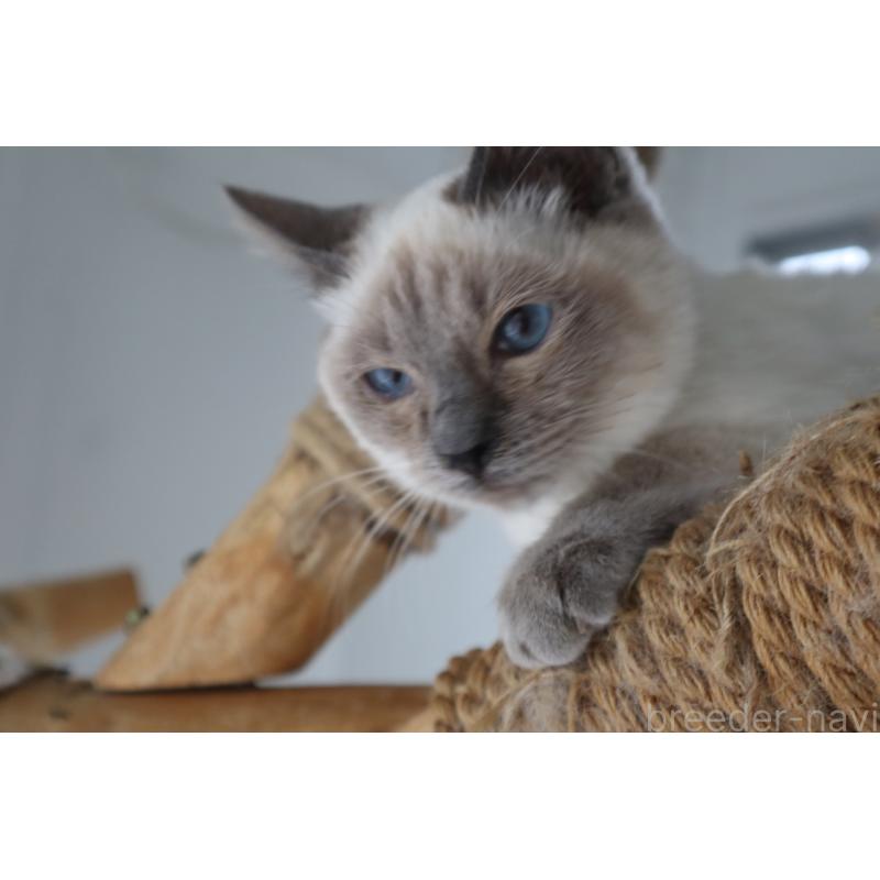 販売中の長野県のトイボブ-127916の10枚目