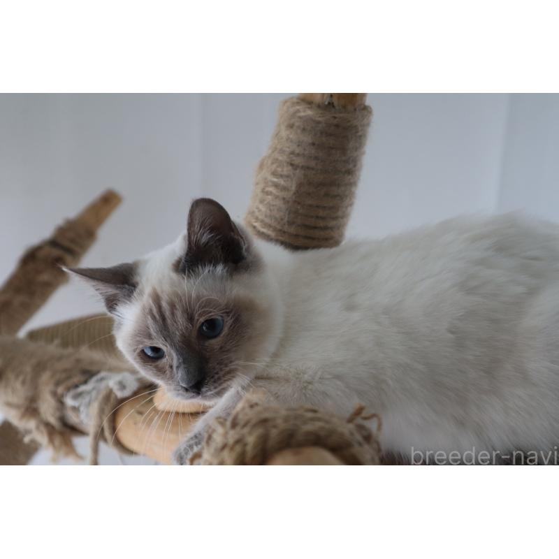 販売中の長野県のトイボブ-127916の9枚目