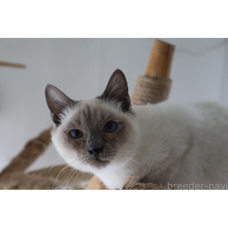 販売中の長野県のトイボブ-127916の8枚目