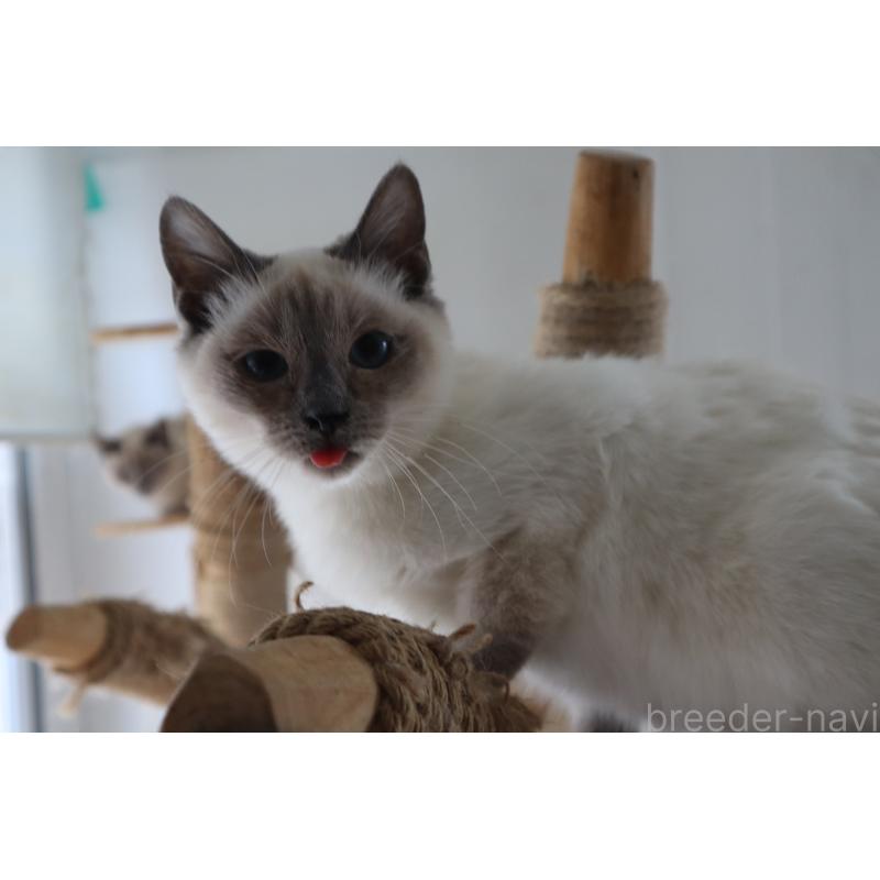 販売中の長野県のトイボブ-127916の7枚目