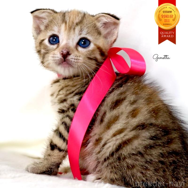 販売中の栃木県のジェネッタ-138676