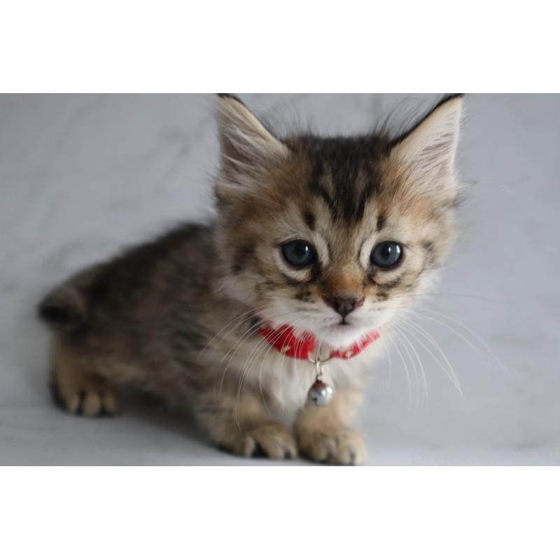 販売中の長野県のピクシーボブ-137967