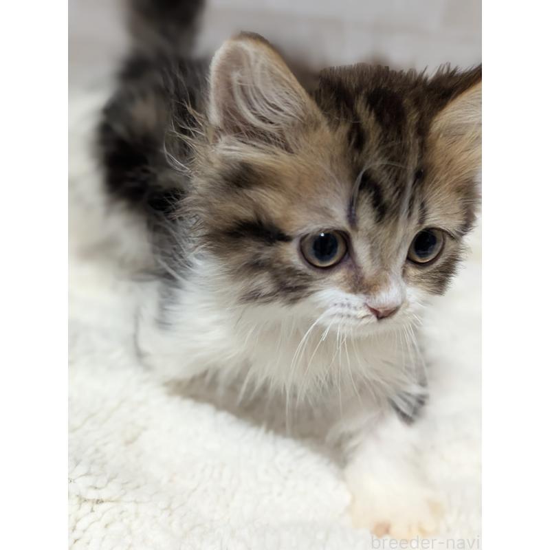 販売中の熊本県のマンチカン(短足)-139024の5枚目