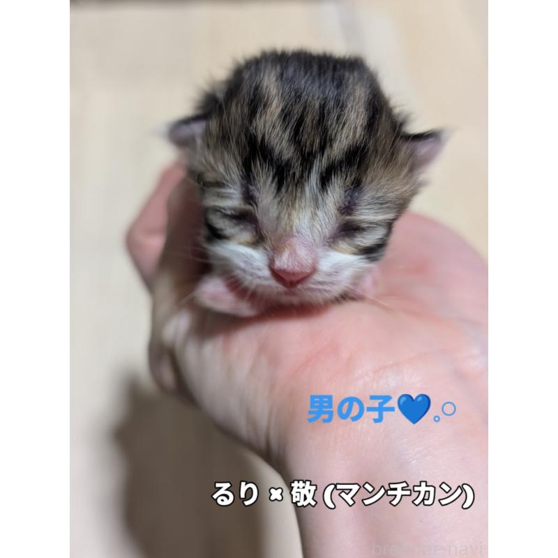 販売中の熊本県のマンチカン(短足)-139024の4枚目