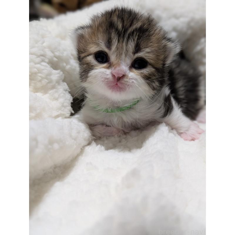 販売中の熊本県のマンチカン(短足)-139024の3枚目