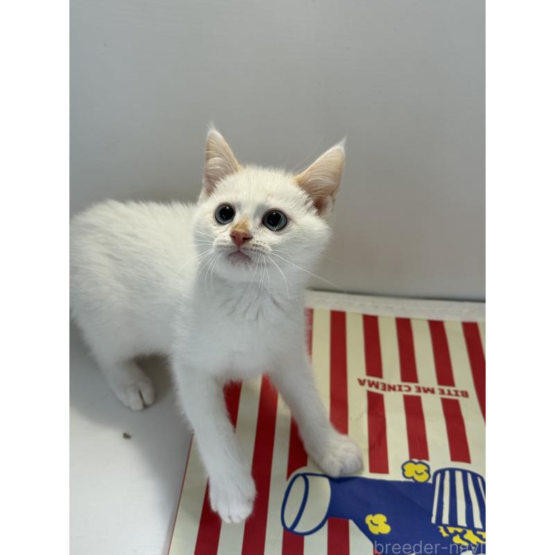 販売中の埼玉県のシャム(サイアミーズ)-139025の8枚目