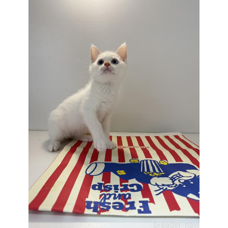 販売中の埼玉県のシャム(サイアミーズ)-139025の6枚目