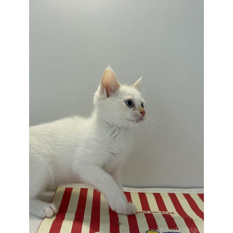 販売中の埼玉県のシャム(サイアミーズ)-139025の4枚目