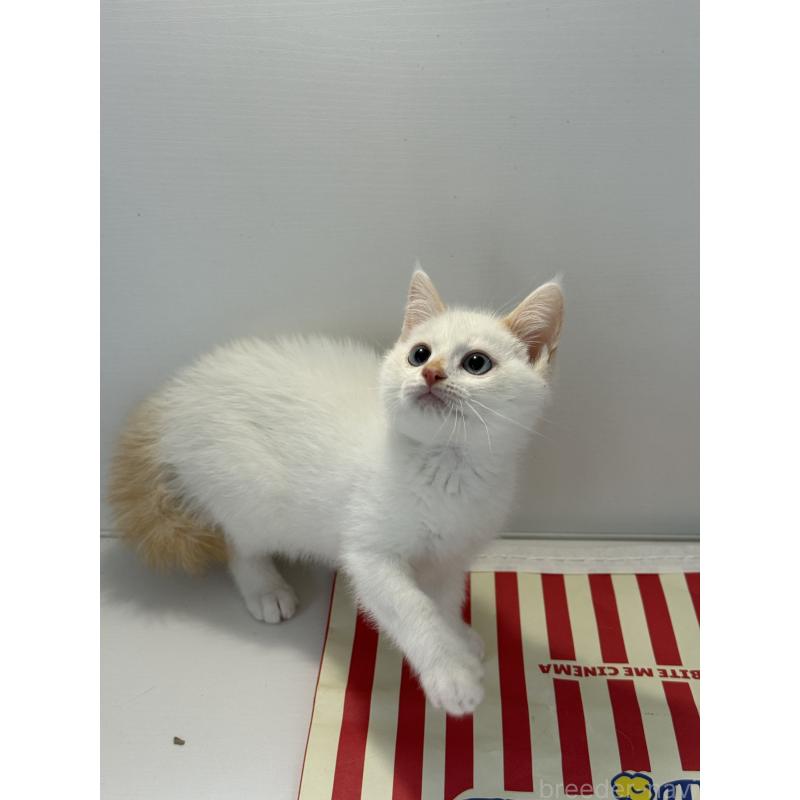 販売中の埼玉県のシャム(サイアミーズ)-139025の3枚目