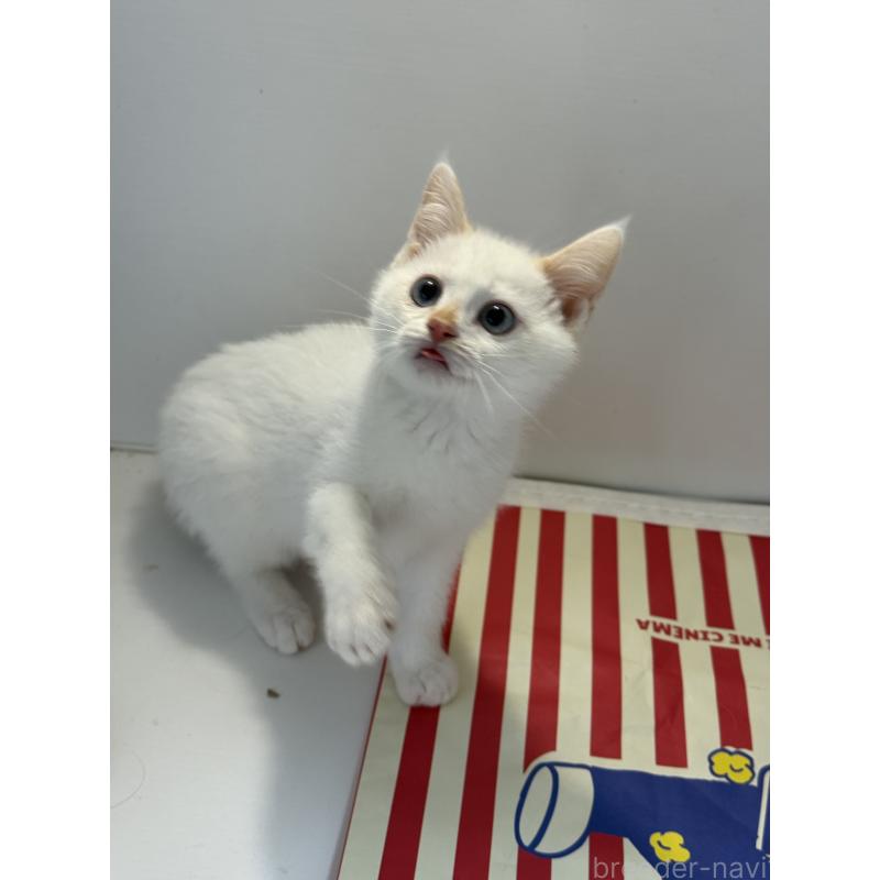 販売中の埼玉県のシャム(サイアミーズ)-139025の2枚目