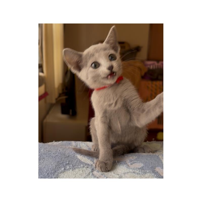 販売中の埼玉県のロシアンブルー-137986