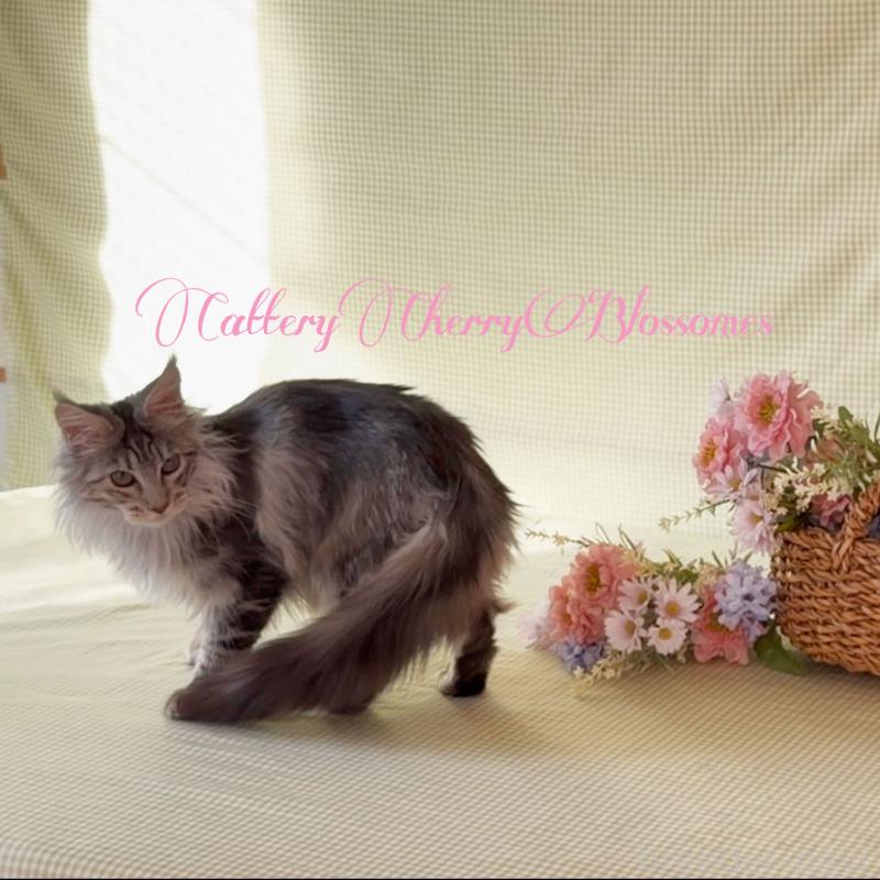 販売中の神奈川県のメインクーン-136933の4枚目