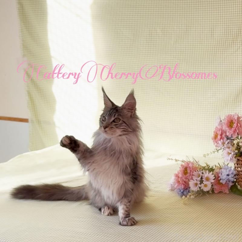 販売中の神奈川県のメインクーン-136933の3枚目