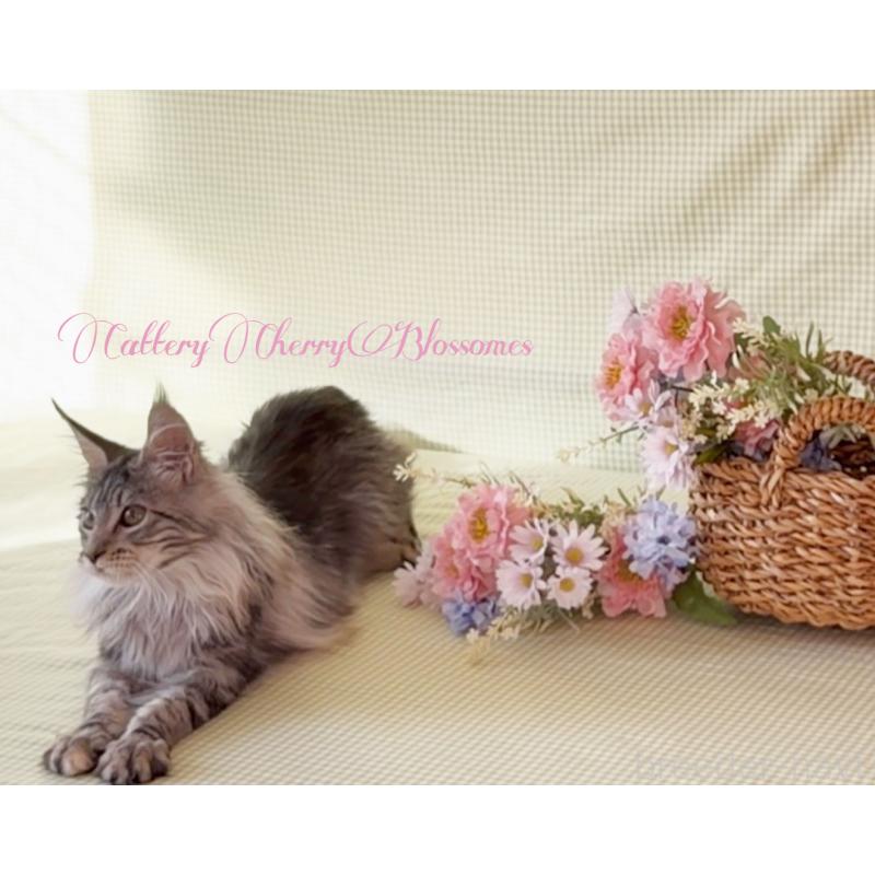 販売中の神奈川県のメインクーン-136933の2枚目