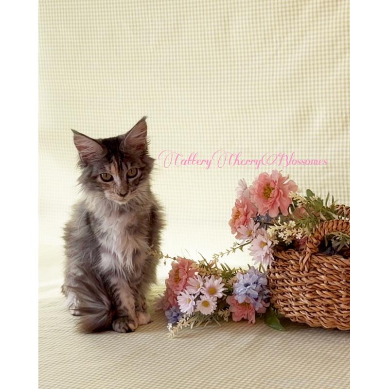 販売中の神奈川県のメインクーン-136935の4枚目