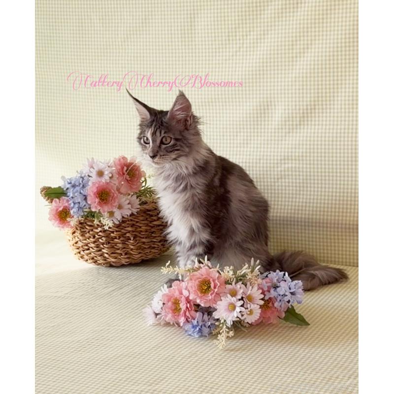 販売中の神奈川県のメインクーン-136935の3枚目