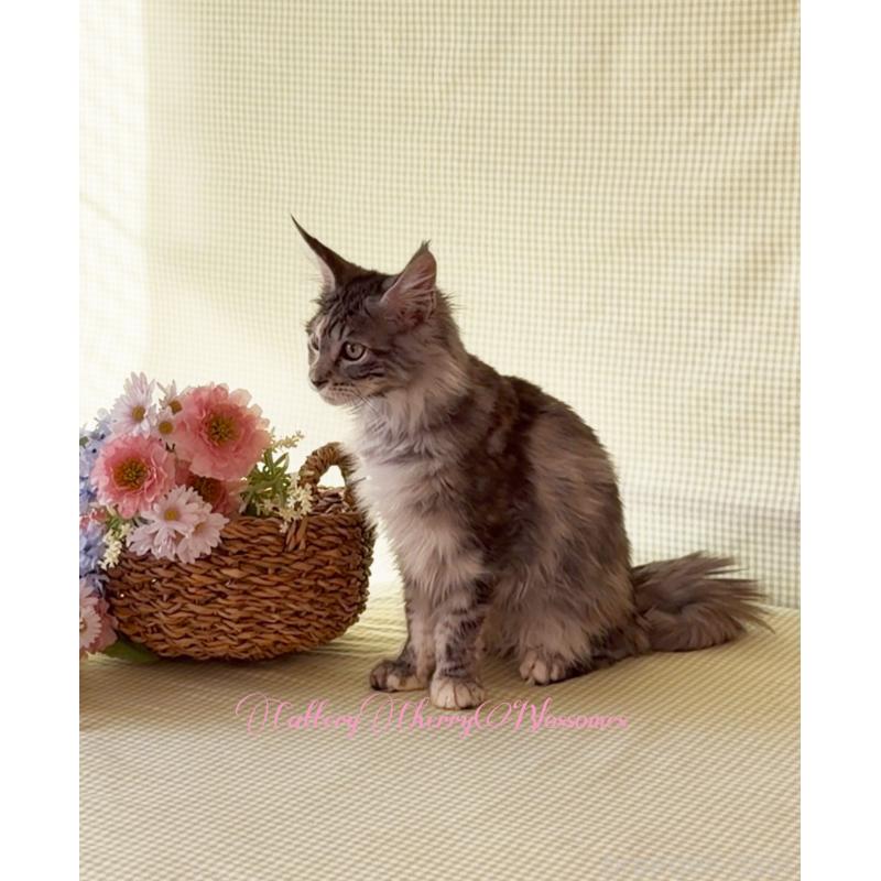 販売中の神奈川県のメインクーン-136935の2枚目