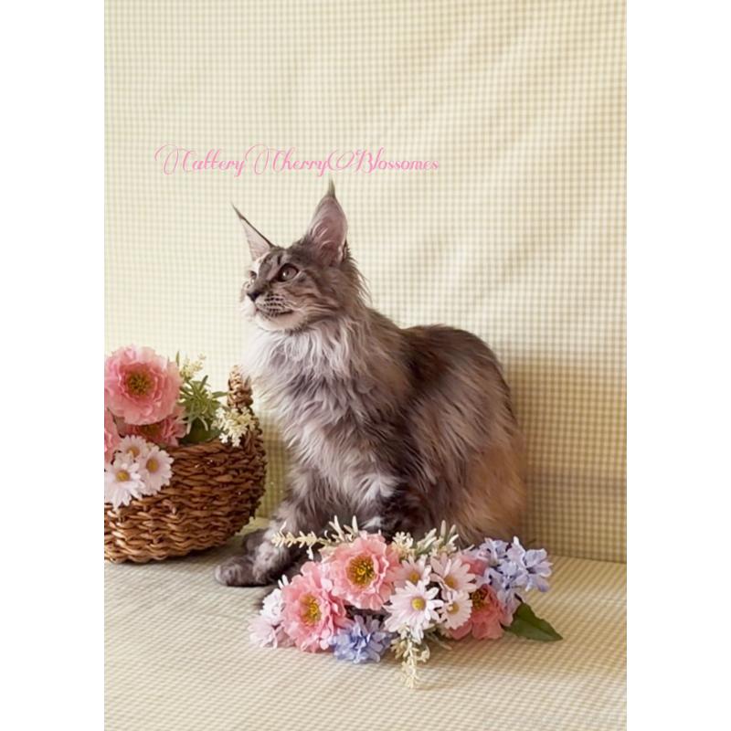 販売中の神奈川県のメインクーン-136934の3枚目