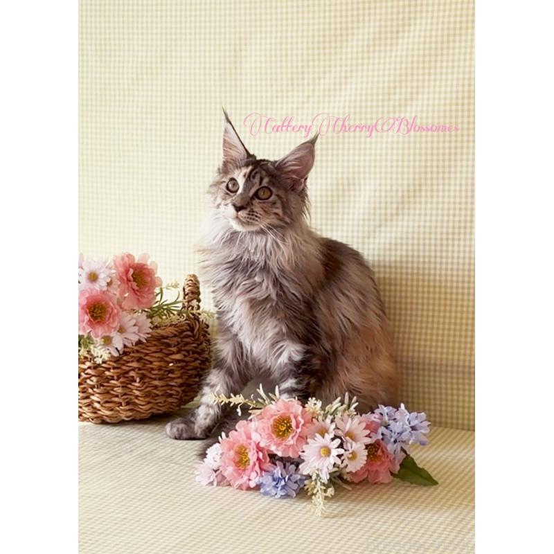 販売中の神奈川県のメインクーン-136934の2枚目