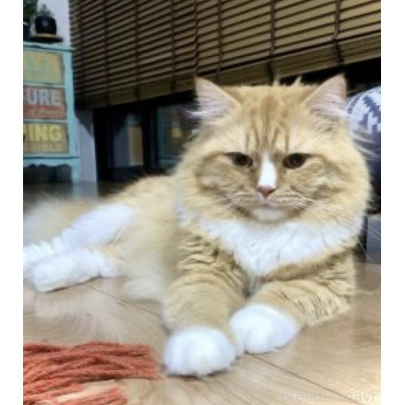 ののサイベリアン-