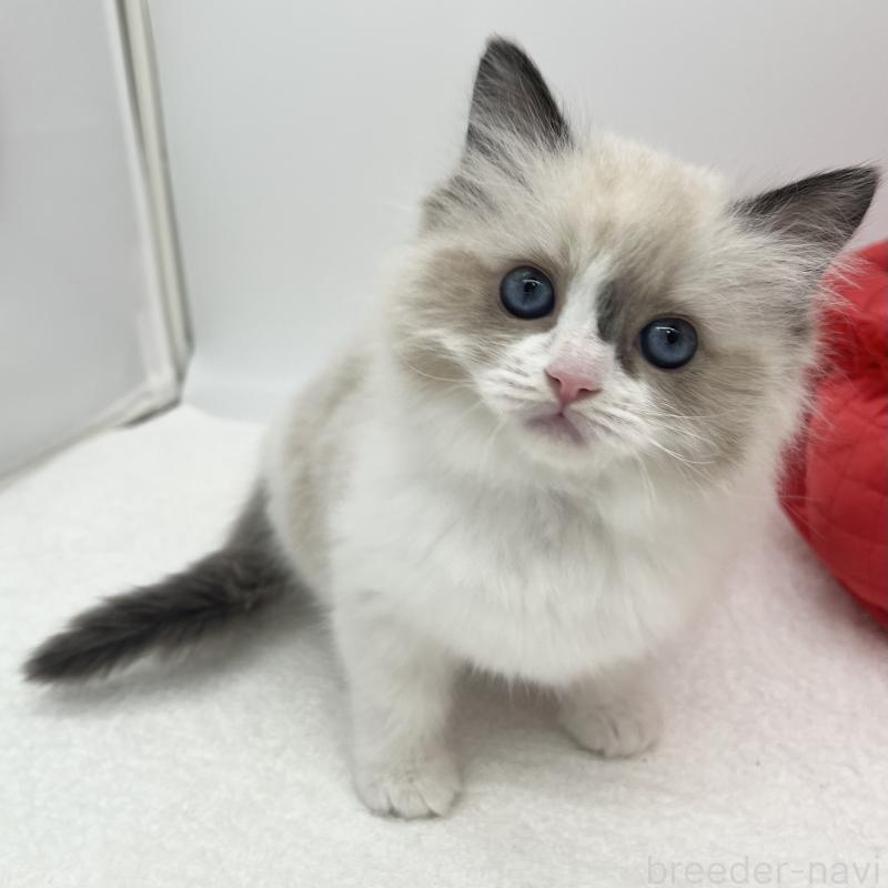 販売中の愛知県のラグドール-138979の5枚目