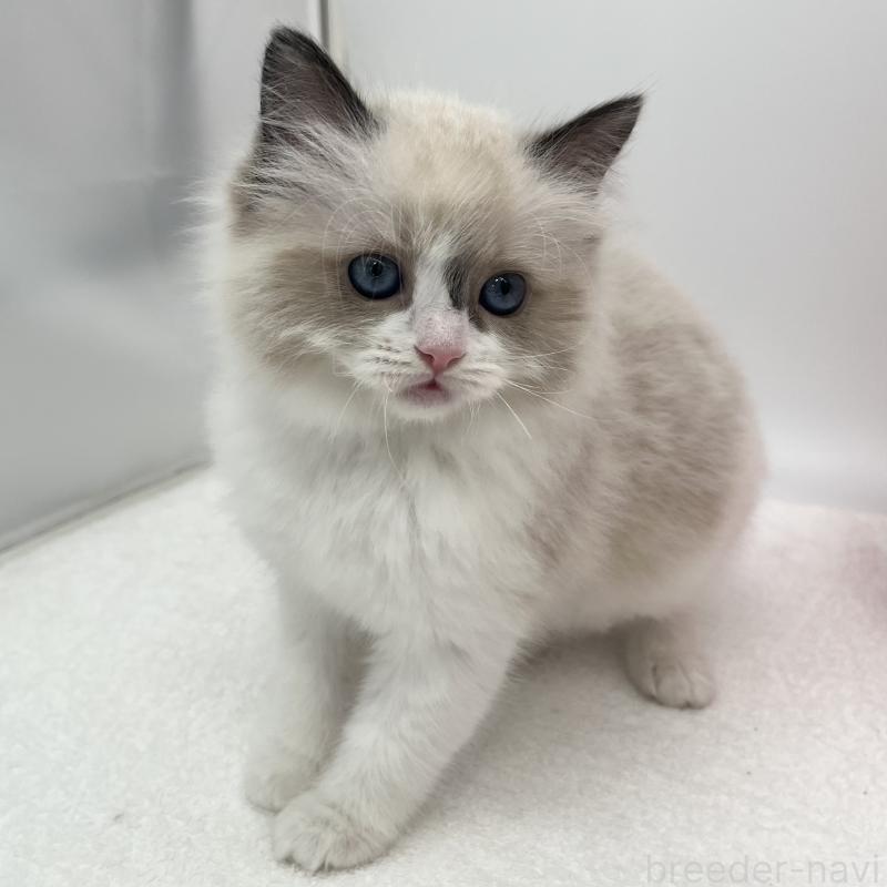 販売中の愛知県のラグドール-138979の4枚目