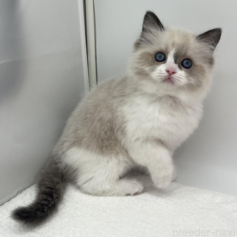 販売中の愛知県のラグドール-138979の3枚目