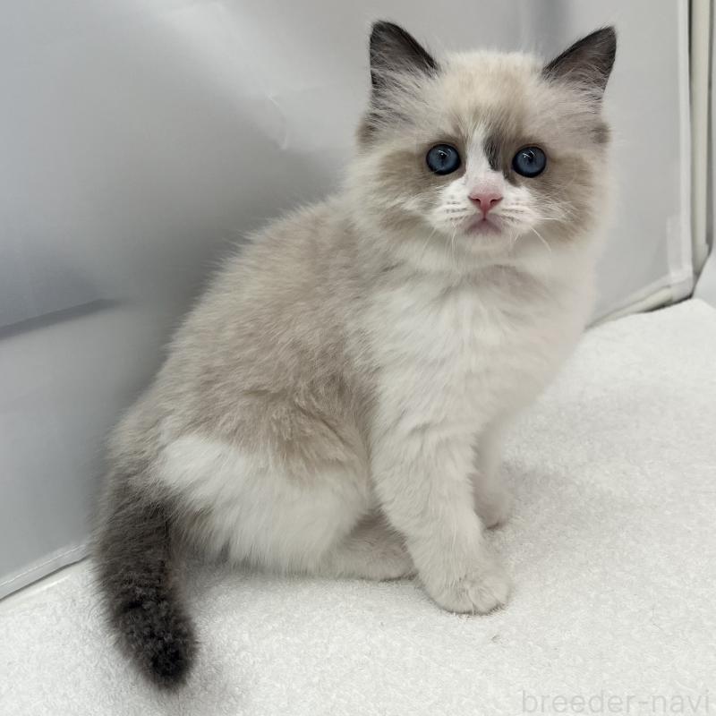 販売中の愛知県のラグドール-138979