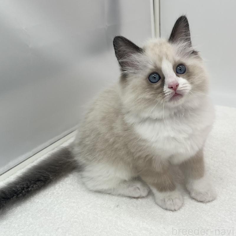 販売中の愛知県のラグドール-138980の4枚目