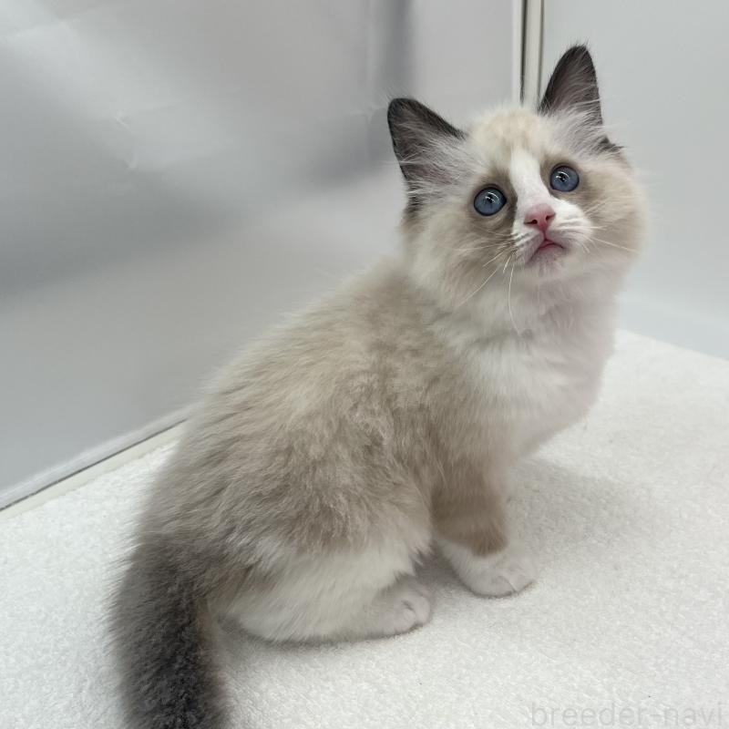 販売中の愛知県のラグドール-138980の3枚目