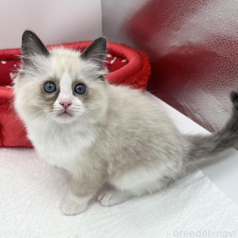 販売中の愛知県のラグドール-138980の2枚目