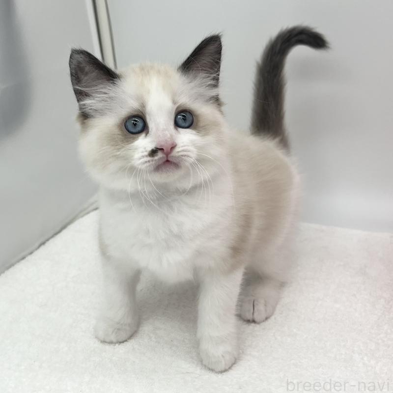 販売中の愛知県のラグドール-138981の5枚目