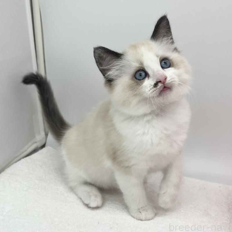 販売中の愛知県のラグドール-138981の4枚目