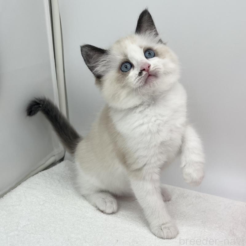 販売中の愛知県のラグドール-138981の3枚目