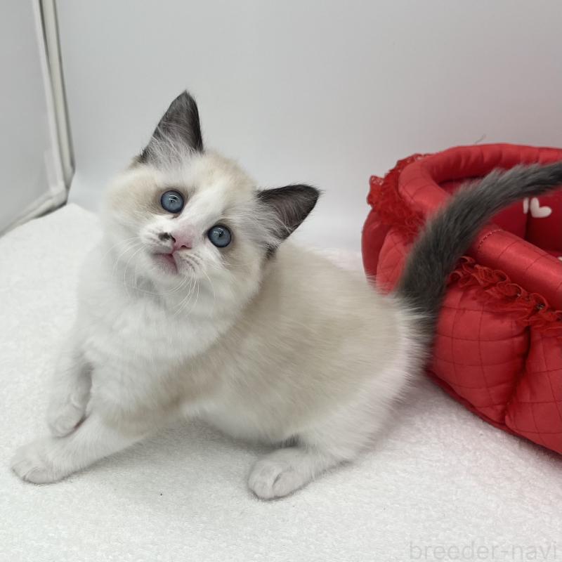 販売中の愛知県のラグドール-138981の2枚目