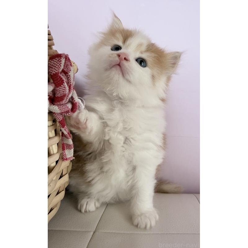 販売中の千葉県のサイベリアン-139026の6枚目