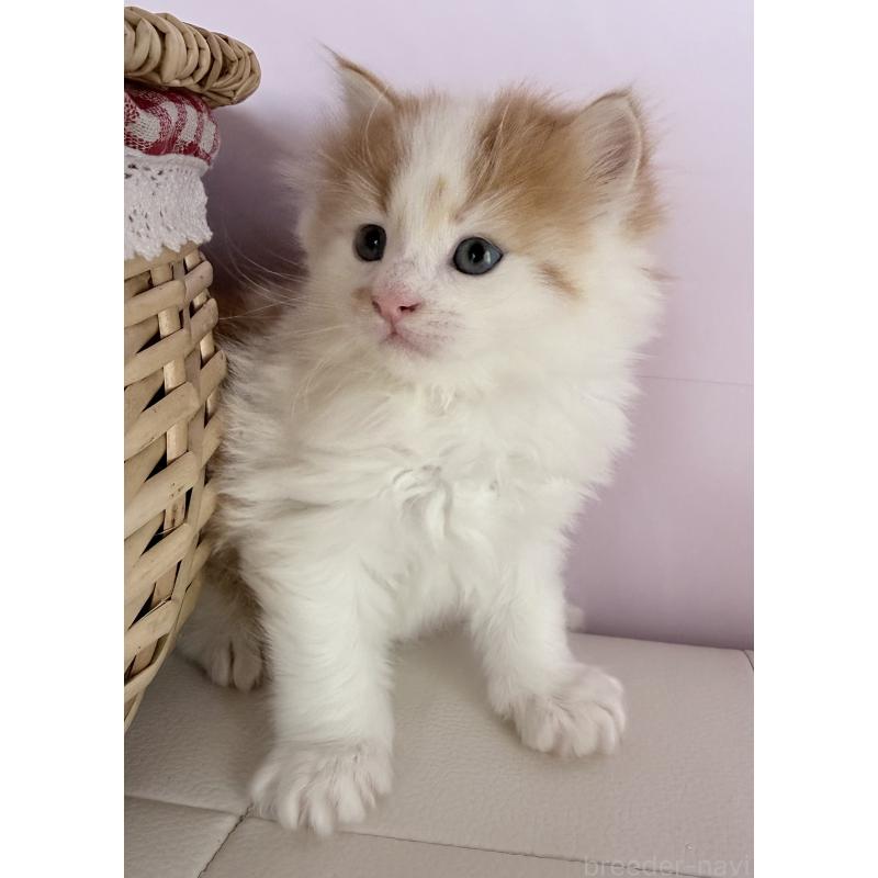 販売中の千葉県のサイベリアン-139026の5枚目