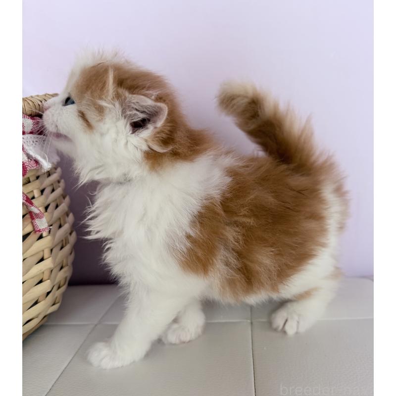 販売中の千葉県のサイベリアン-139026の4枚目