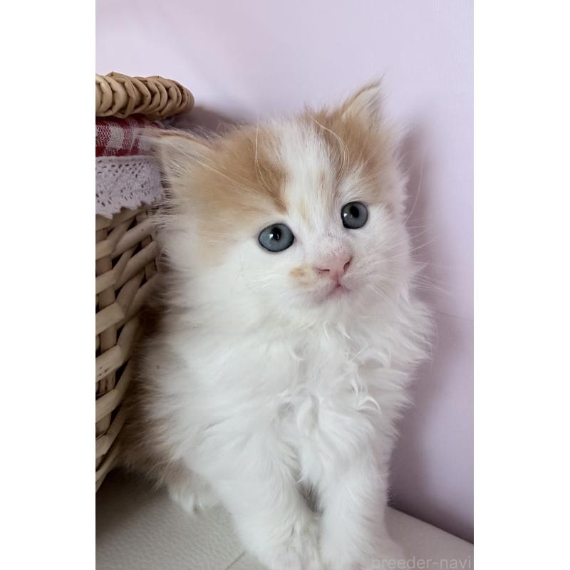 販売中の千葉県のサイベリアン-139026の3枚目