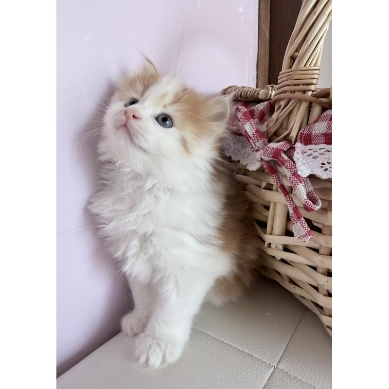 販売中の千葉県のサイベリアン-139026の2枚目