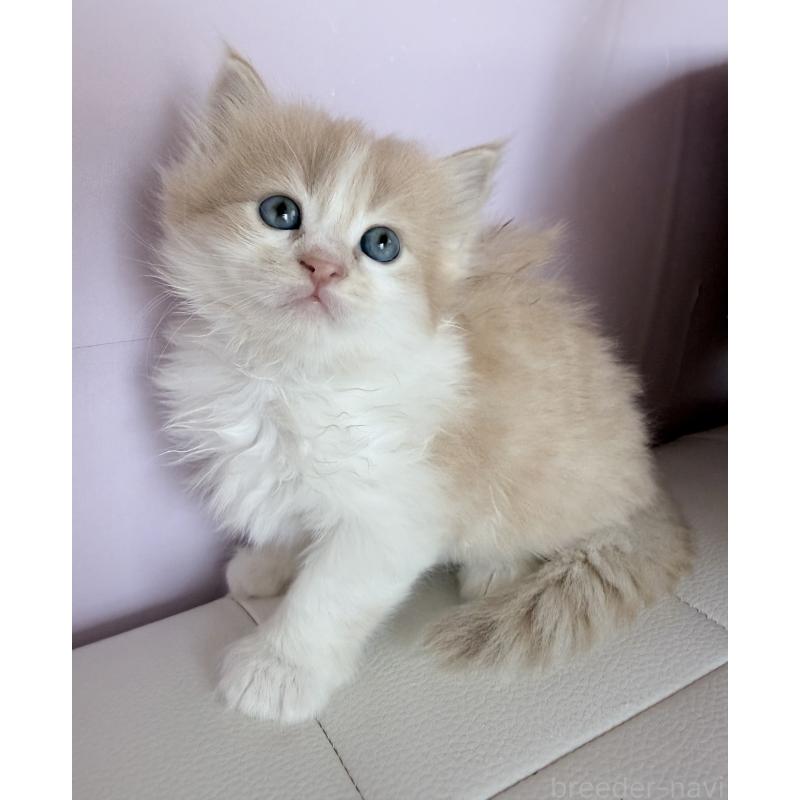 販売中の千葉県のサイベリアン-139027の5枚目