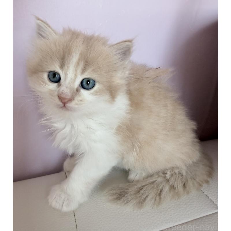 販売中の千葉県のサイベリアン-139027の4枚目