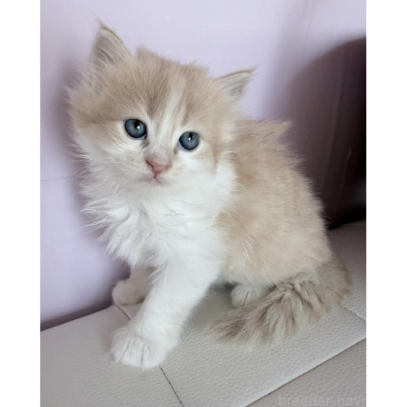 販売中の千葉県のサイベリアン-139027の3枚目