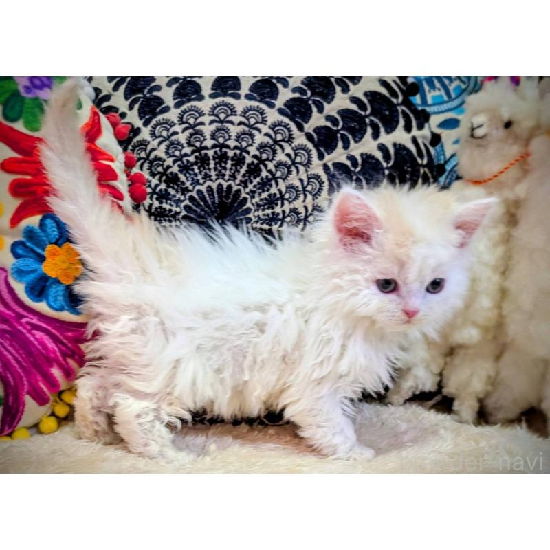 販売中の大阪府のラムキン-139030の5枚目