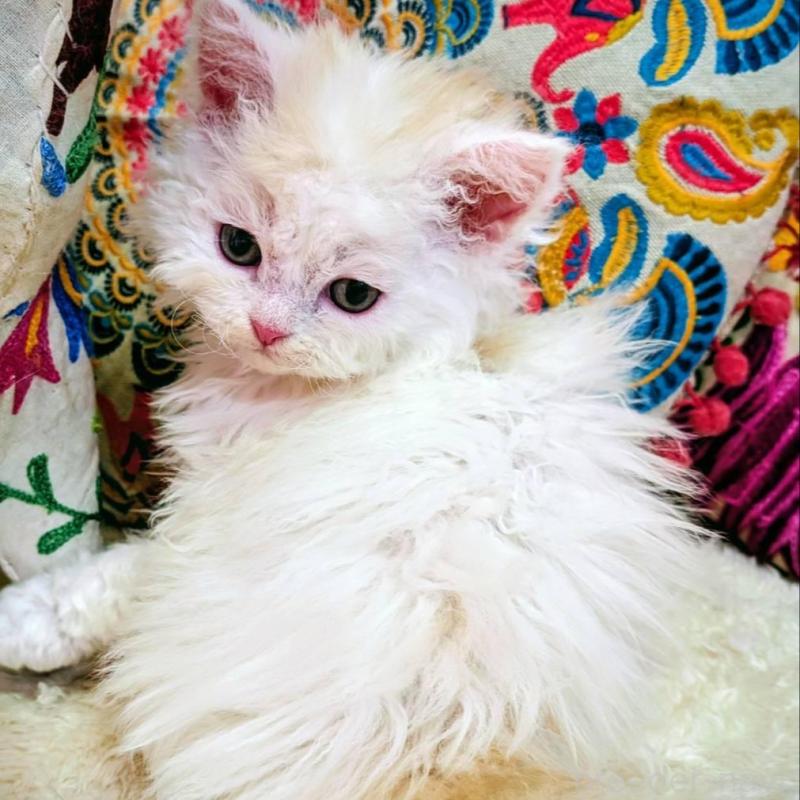 販売中の大阪府のラムキン-139030の4枚目