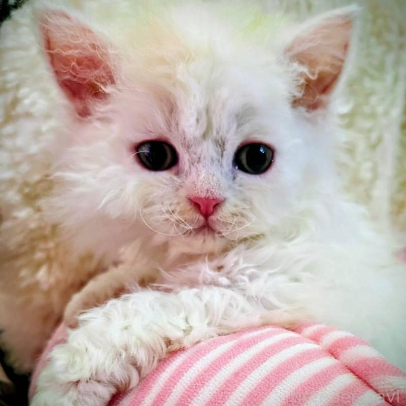 販売中の大阪府のラムキン-139030の3枚目