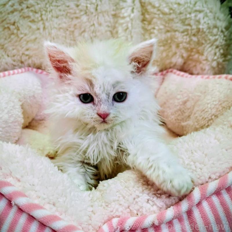 販売中の大阪府のラムキン-139030の2枚目